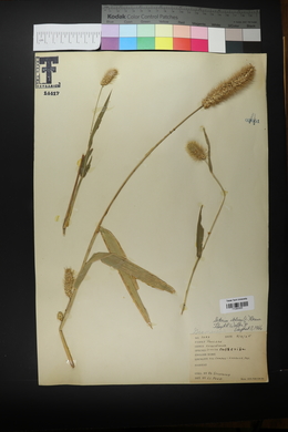 Setaria italica image