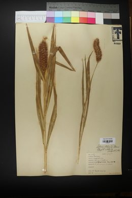 Setaria italica image