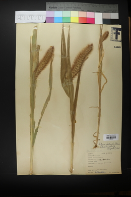 Setaria italica image