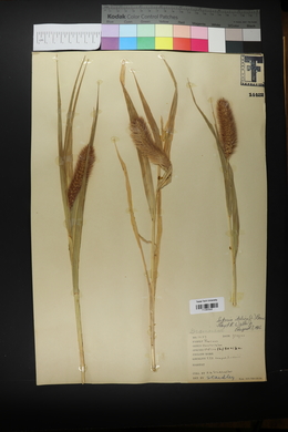 Setaria italica image