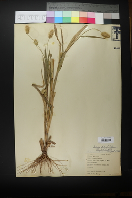 Setaria italica image