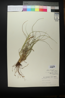 Setaria leucopila image