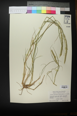 Setaria leucopila image