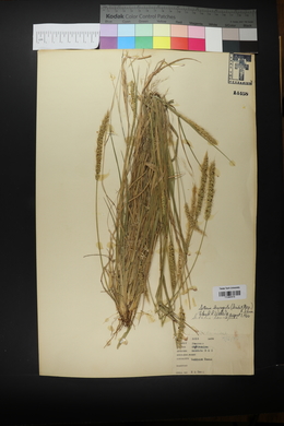 Setaria leucopila image