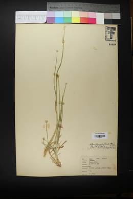 Setaria leucopila image