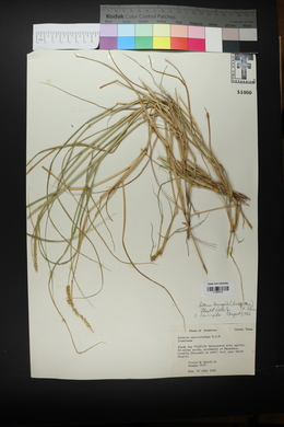 Setaria leucopila image