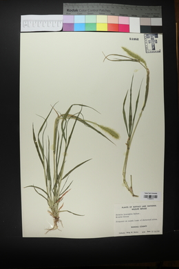 Setaria leucopila image