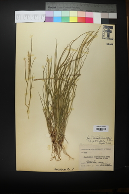 Setaria leucopila image