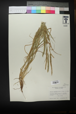 Setaria leucopila image