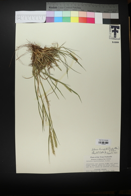 Setaria leucopila image