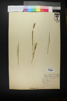 Setaria leucopila image