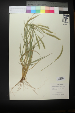 Setaria leucopila image