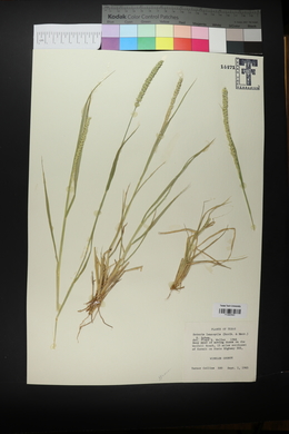 Setaria leucopila image