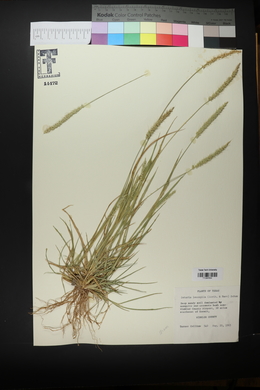 Setaria leucopila image