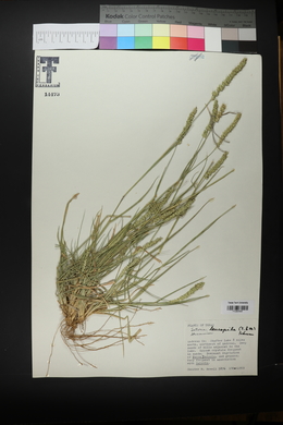 Setaria leucopila image