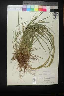 Setaria leucopila image