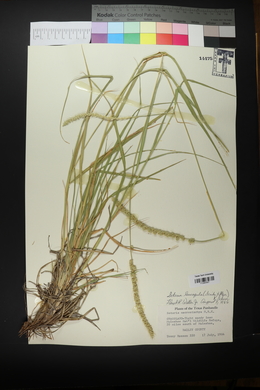 Setaria leucopila image