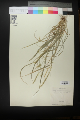 Setaria leucopila image