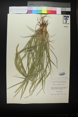 Setaria leucopila image