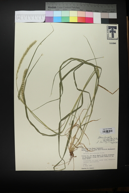 Setaria leucopila image