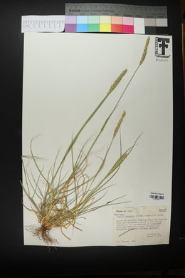 Setaria leucopila image