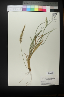 Setaria leucopila image