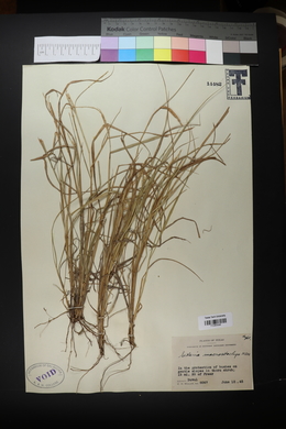 Setaria macrostachya image