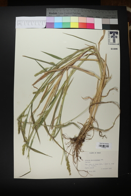 Setaria macrostachya image