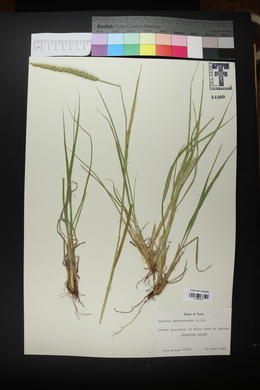 Setaria macrostachya image