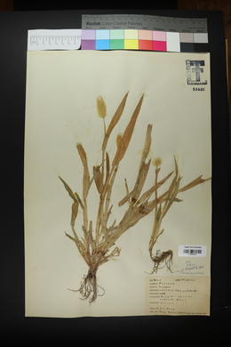 Setaria pumila image