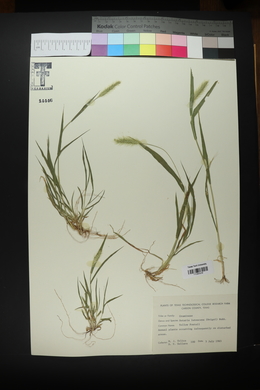 Setaria pumila image