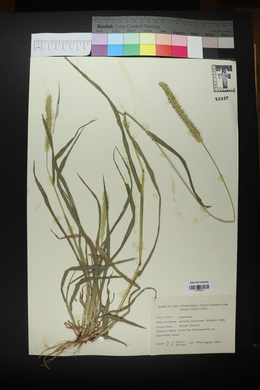 Setaria pumila image