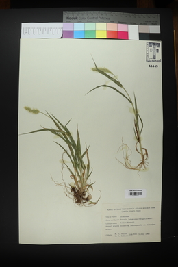 Setaria pumila image