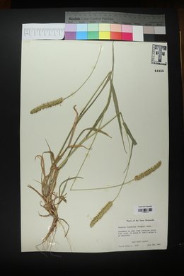 Setaria pumila image