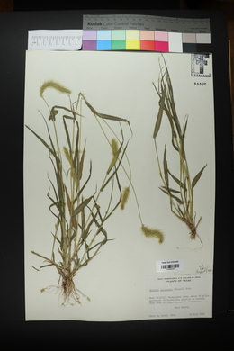 Setaria pumila image