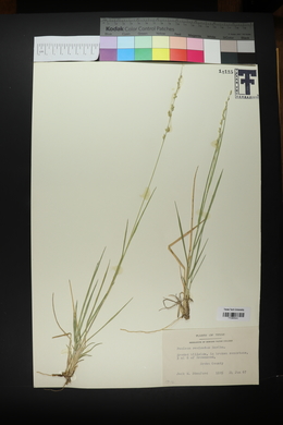 Panicum ramisetum image