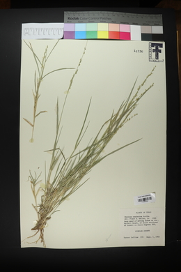 Panicum ramisetum image