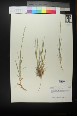 Panicum ramisetum image