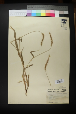 Setaria scheelei image