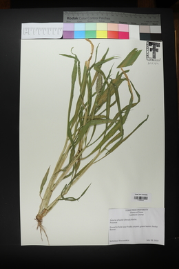 Setaria scheelei image