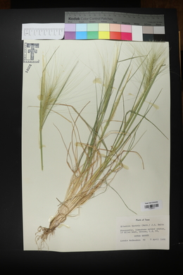 Elymus elymoides subsp. elymoides image