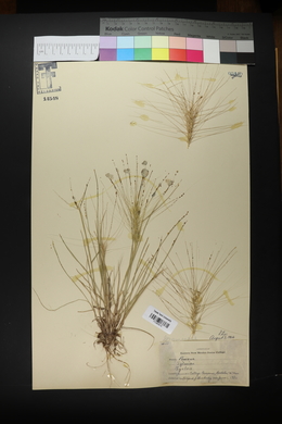 Elymus elymoides subsp. elymoides image