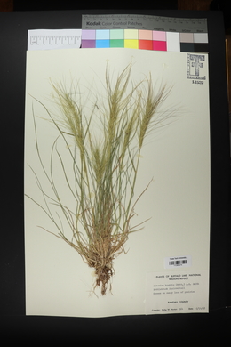 Elymus elymoides subsp. elymoides image