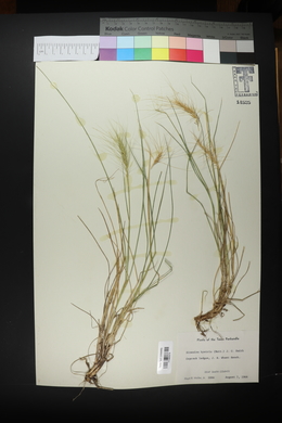 Elymus elymoides subsp. elymoides image