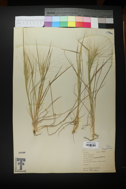 Elymus elymoides subsp. elymoides image