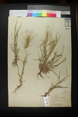 Elymus elymoides subsp. elymoides image