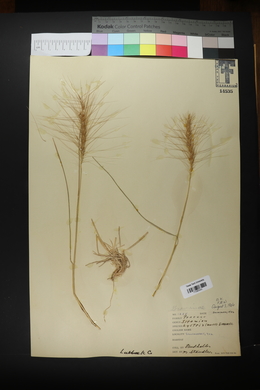 Elymus elymoides subsp. elymoides image