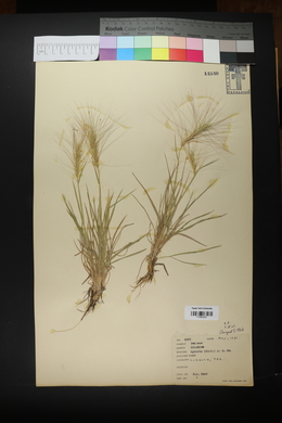 Elymus elymoides subsp. elymoides image