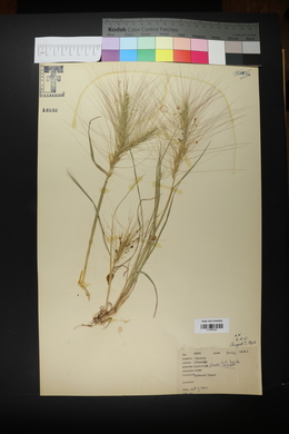 Elymus elymoides subsp. elymoides image