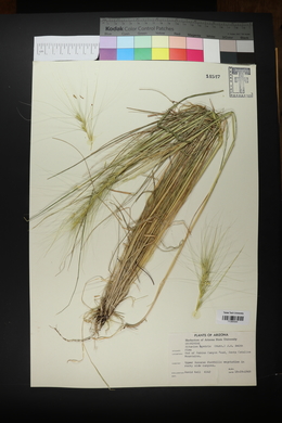 Elymus elymoides subsp. elymoides image